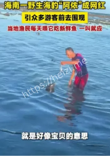 网红海豹阿侬